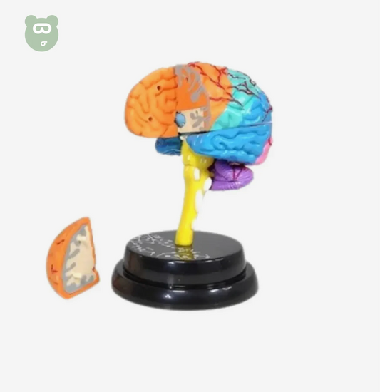 AR Anatomy - Brain