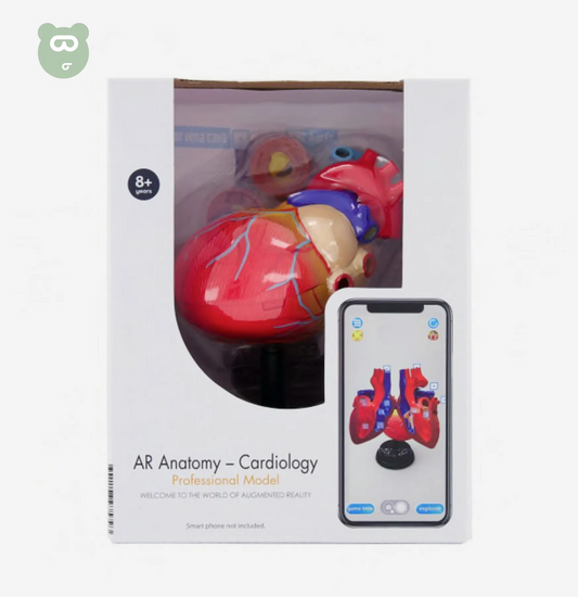 AR Anatomy - Cardilogy